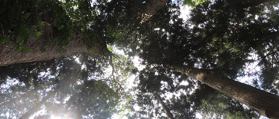 もみじ山の里山植樹と秋の大収穫祭